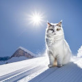mirka-zourkova's avatar