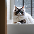 Julie's avatar